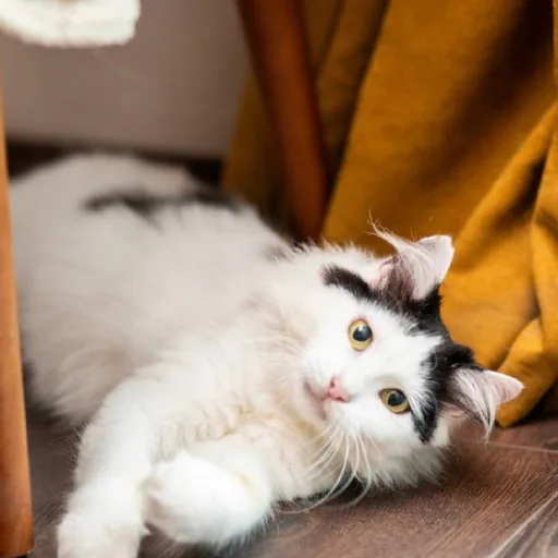 Кошка