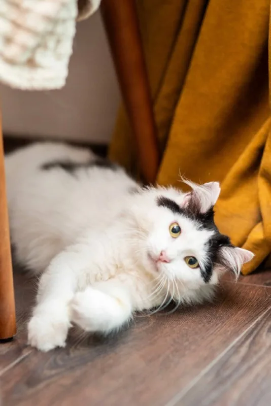 Кошка 1