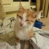 Котята 3