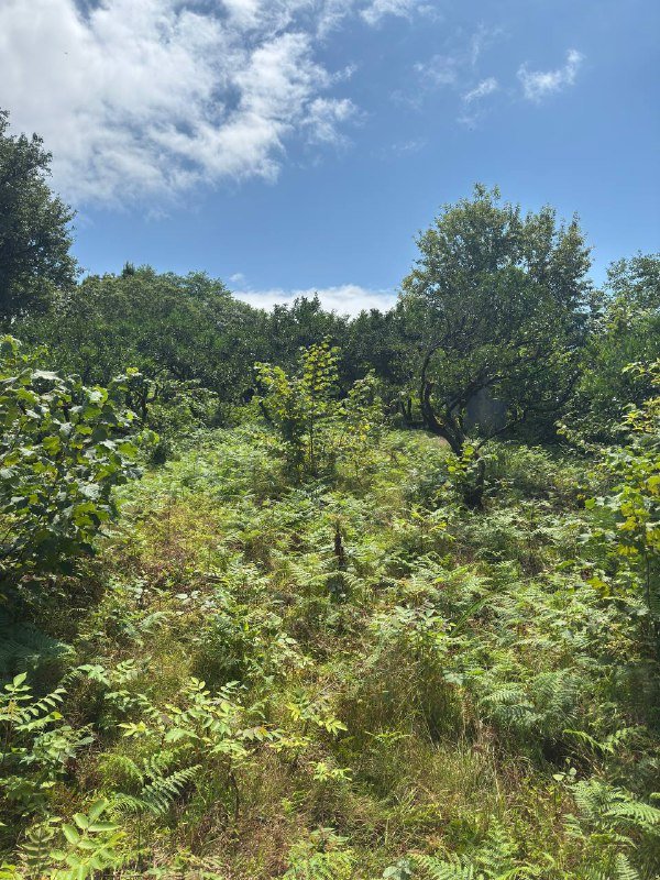 Участок сельхозназначения в районе Sachino