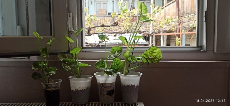 Сингониум Пинк алюжн 5-15лари по росту