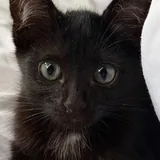 Котенок, кошечка 4
