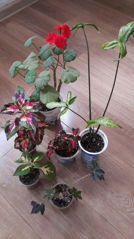 Комнатные цветы в горшках