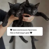 Котята Ник и Кай 1