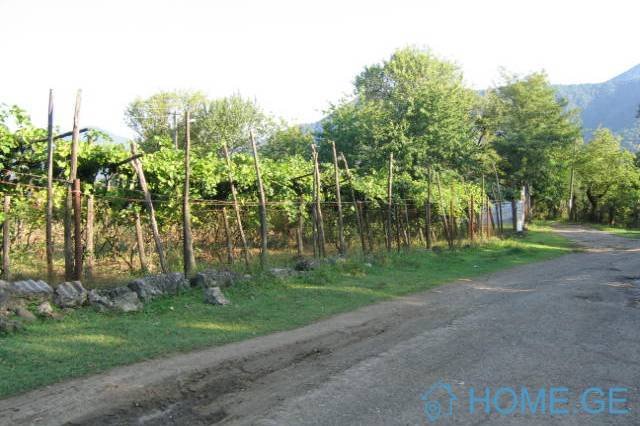 Земельный участок с виноградником 1150 кв.м. 3