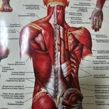 Плакат анатомия мышц 4