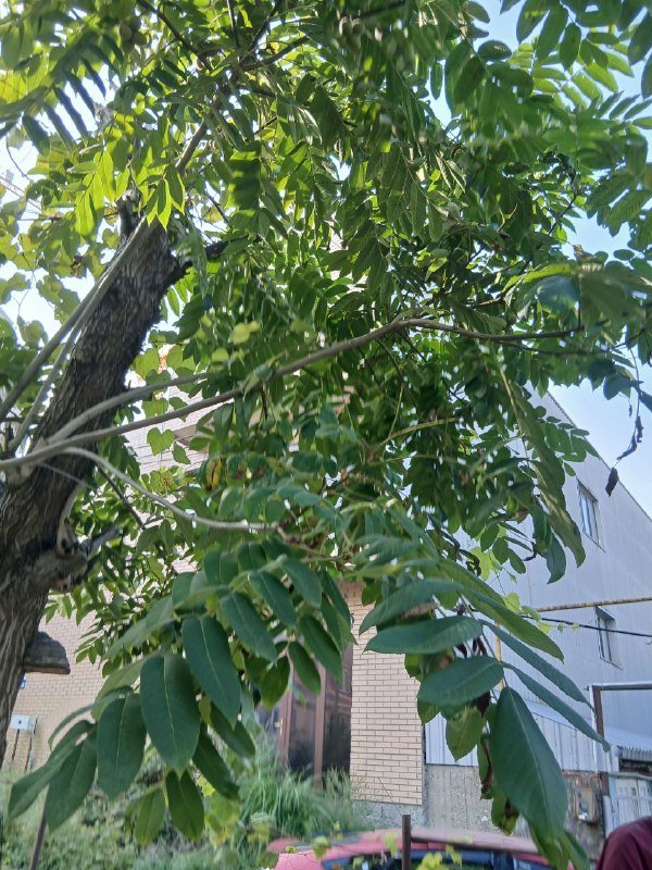 Саженцы маньчжурского ореха 2