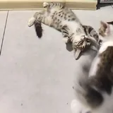 Котята 6