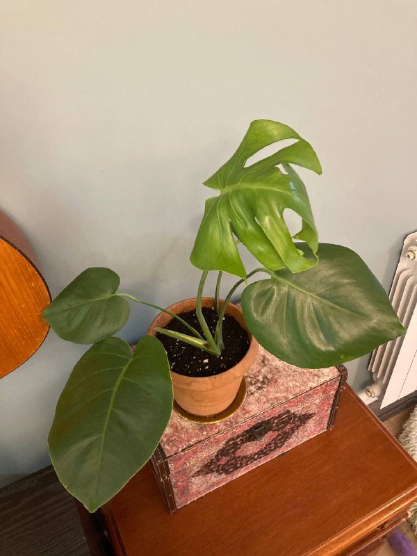 Монстеры большая и поменьше 2