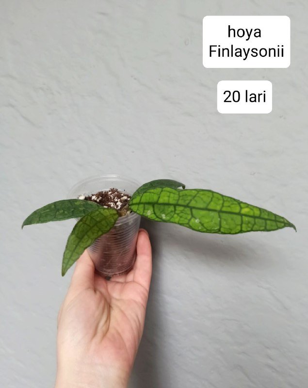 Хои и бегонии в горшках 2