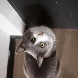 Кот Бэмби 2