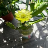 Комнатные и балконные растения и цветы 3