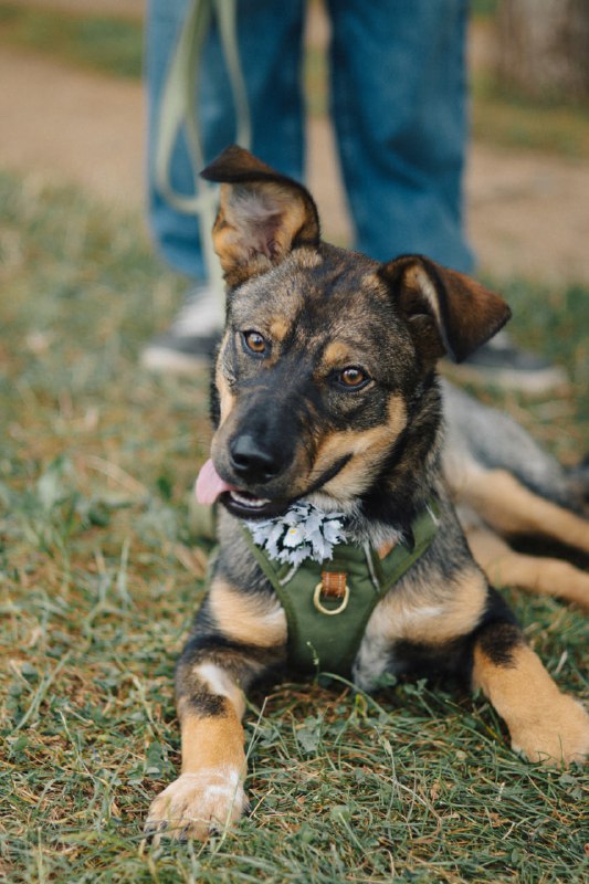 Щенок Топа ищет дом 2