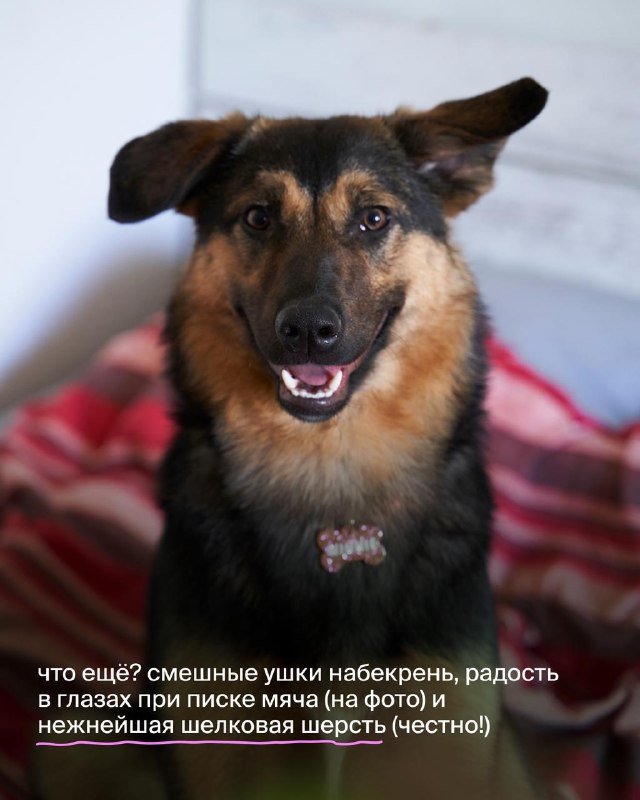 Винни, собака ищет дом 4