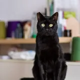 Черный кот 2