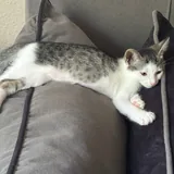 Кошки Янья и Бяка ищут дом 1