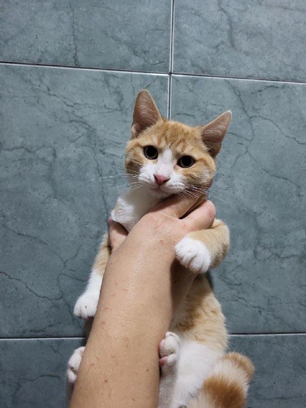 Котята ищут дом 5