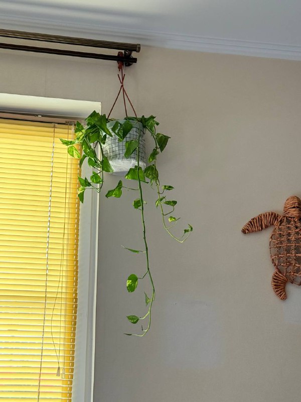 Эпипремнум золотистый с грунтом Zion 2