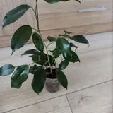 Фикусы 1