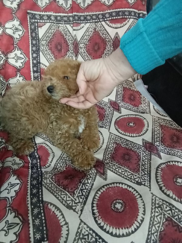 Щенок чистопородный золотистый пудель 2
