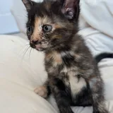 Котята 4