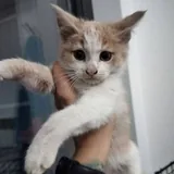 Котята Лари и Тетри 2