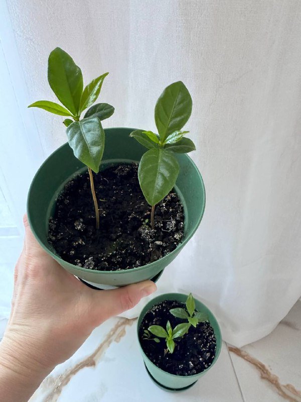 Комнатные растения: традесканция зебрина, кофе арабика, цитрусы, авокадо, цикламены, азалия розовая, мини-хризантемы 6