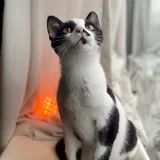 Котёнок Шуфутинский ищет дом 2