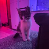Котёнок мальчик ищет любящих хозяев 2