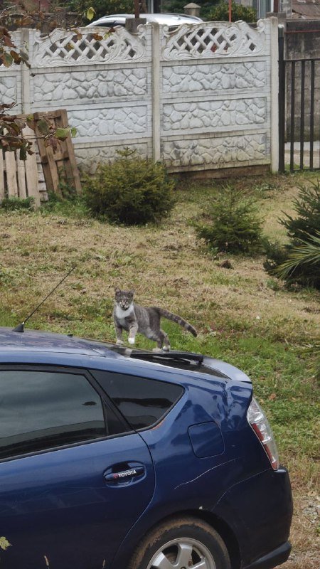 Кошка Слинки ищет дом 4