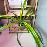 Семь тропических растений 6