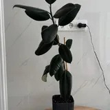 Фикус Эластика 3
