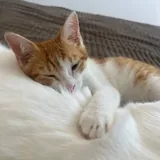 Рыжий котенок, 3 месяца 2