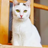 Ласковая стерилизованная кошка Тильда 3