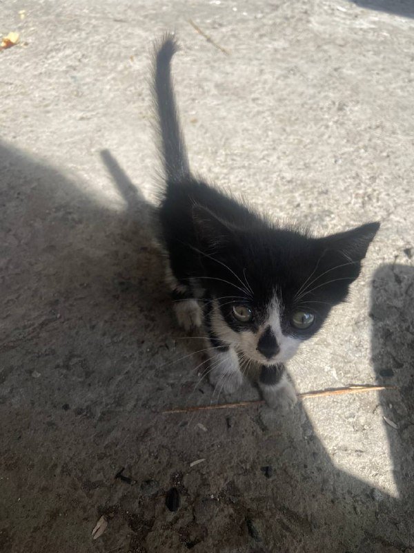 котёнок отдам в хорошие руки девочка