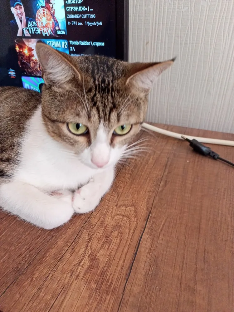 Кот Дени 1