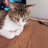 Кот Дени 1