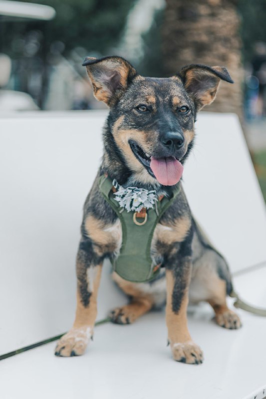 Щенок Топа ищет дом 3