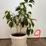 Комнатные растения, полка 9
