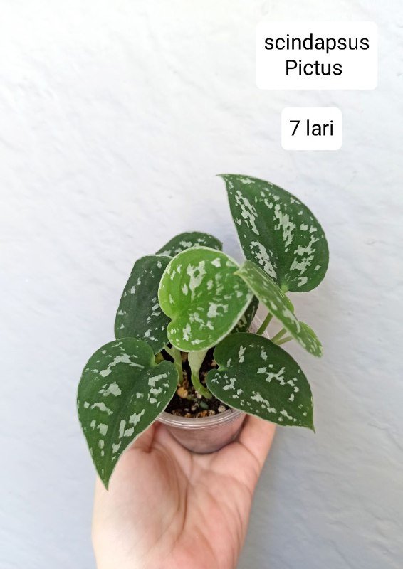 Комнатные растения 8