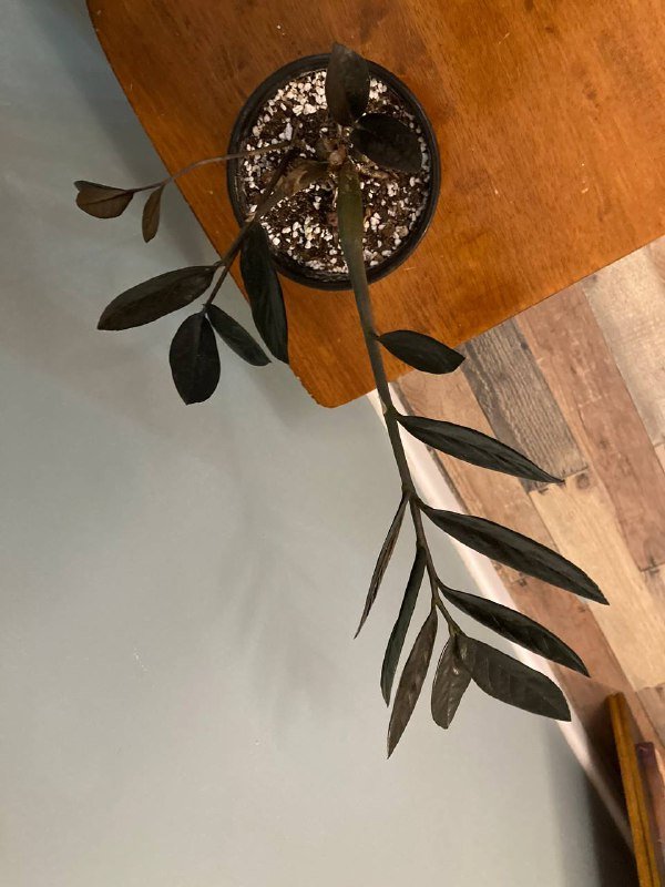 Замиокулькас «Черный ворон» 3