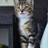 Кот Криспи, котенок 4