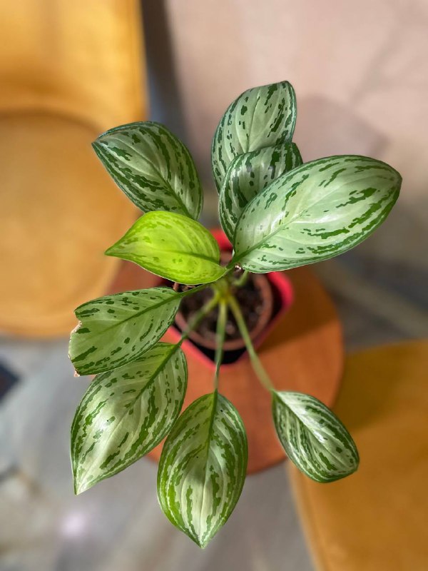 Philodendron squamiferum, Philodendron Florida goest, Аглаонема Мария Кристина, Диффенбахия 3