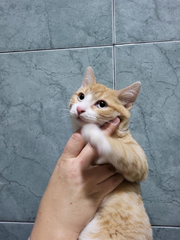 Котята ищут дом 4