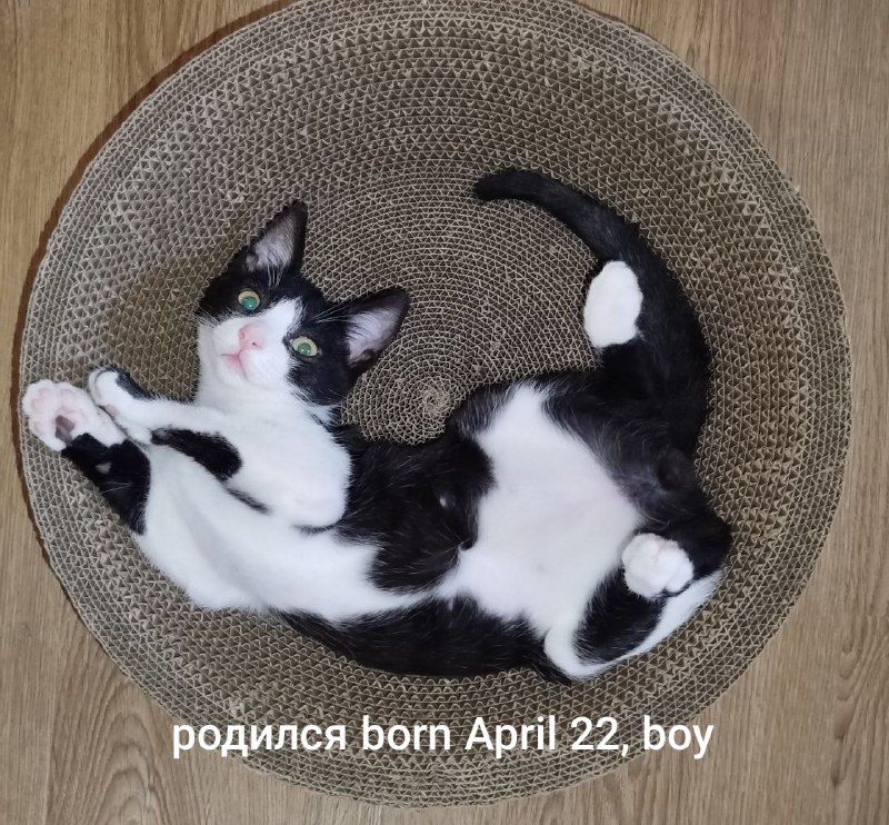 Чёрно-белый котёнок 4 месяца в добрые руки 4