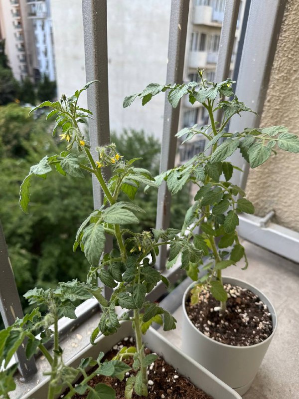 Растения земляника, сладкий перец, помидоры 5