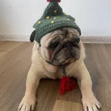 Головные уборы для собак и котиков 4