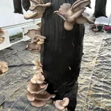 Грибные блоки вешенки 1