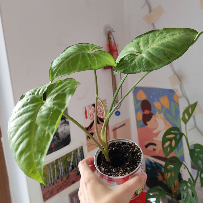 Монстера манки, Сингониум 3