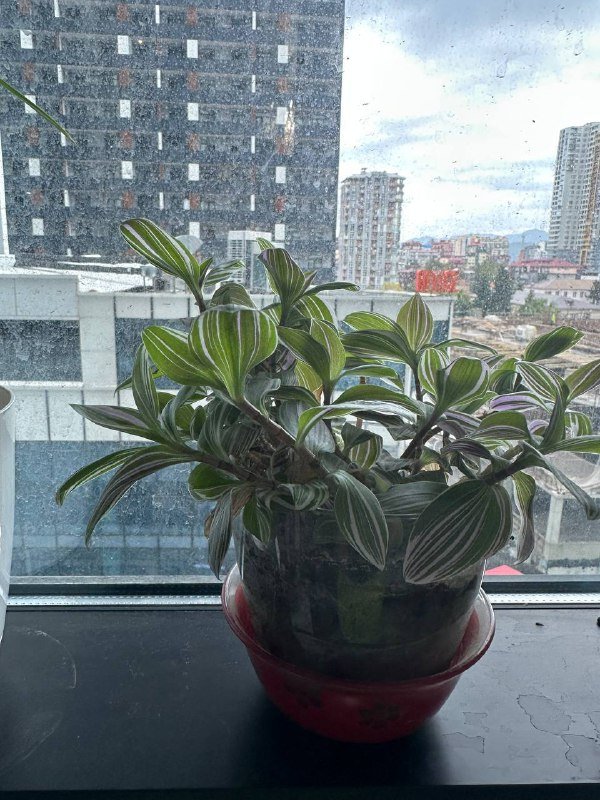 Кофейное дерево, Авокадо, хлорофитум, традесканция с горшками 6